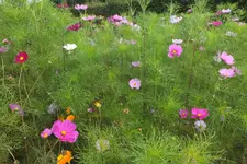 DSCF3129.webp