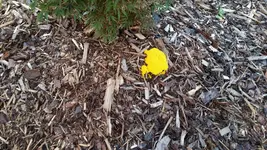 20150909_065711_resized.webp