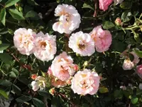 Bilda007.webp