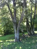 IMG_6740 (Copy).webp