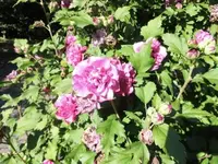 Bilda072.webp