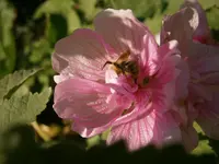 P9090325.webp