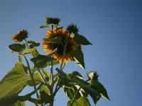 P9090332.webp