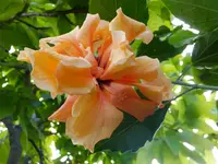 DSCF9601.webp
