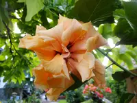 DSCF9602.webp
