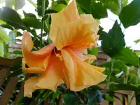 DSCF9603.webp