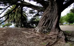 Copy of 17.8.2014 Robyn Tahuna (60) v.webp