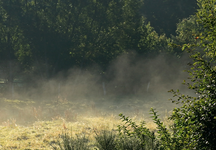 Morgennebel_morning dew_fog_Sonnenlicht_still life2_800.webp