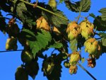 Hopfen_still life_1_800.JPG