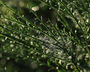 Ginster_broom_Spinnwebe_Wassertropfen_bokeh_grün_weiss_700.webp
