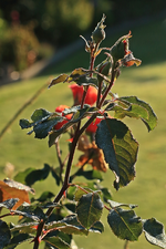 Caramella_Knospen_Laub_Wassertropfen_still life_800.JPG