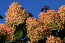 Limelight_09092015_900.webp