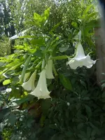 P1520371.webp