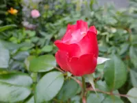 DSCF9002.webp