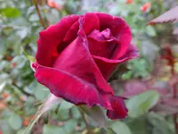 DSCF9015.webp