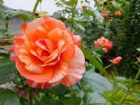 DSCF9017.webp