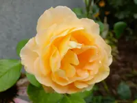 DSCF9708.webp