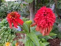 DSCF9713.webp