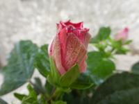 P1520256.webp