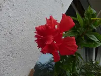 P1510930.webp