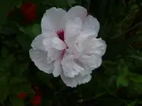 P1510889.webp