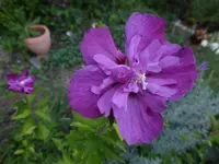 P1510175.webp