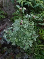 P1500080.webp