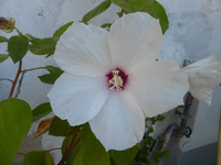 P1510687.webp