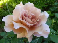 DSCF9038 (2).webp