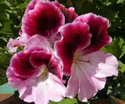 P1040365 rosa.webp