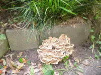 P1030177.webp
