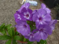 P1520279.webp