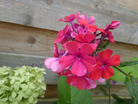 P1520434.webp