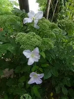 P1520316.webp