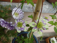 P1520477.webp