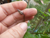 P1520340.webp
