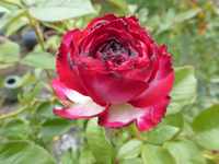 P1520451.webp