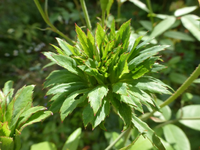 P1520426.webp