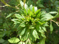 P1520427.webp
