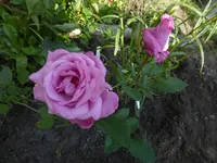 P1520377.webp