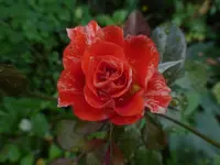 P1510917.webp