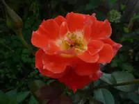 P1520066.webp