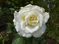 P1520048.webp