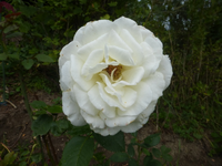 P1520300.webp