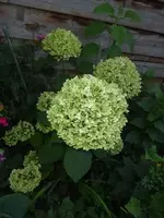 P1520114.webp