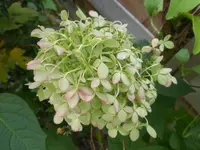P1520433.webp