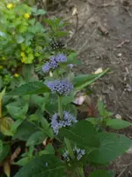 P1520520.webp