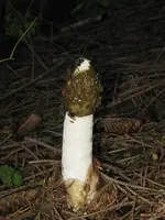 stinkmorchel_600x800.webp