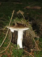 mantel an_600x800.webp