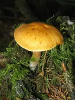 008_600x800.webp